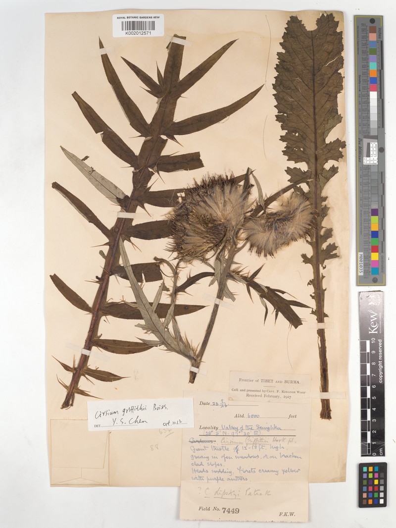 Cirsium griffithii