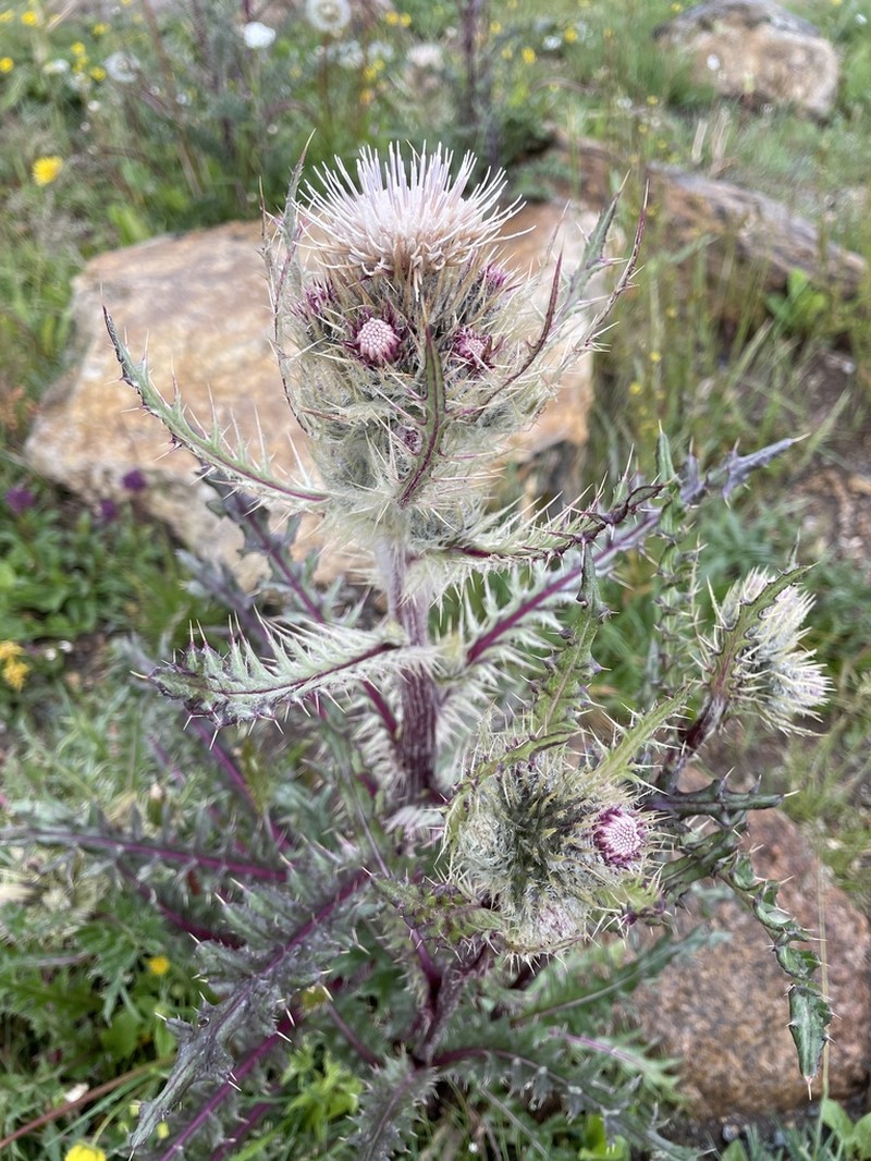 Cirsium griseum