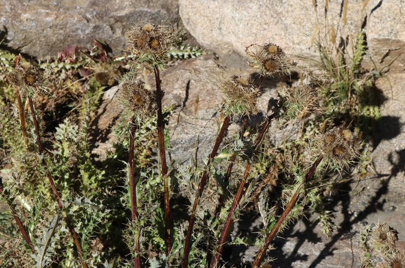 Cirsium griseum photo 2