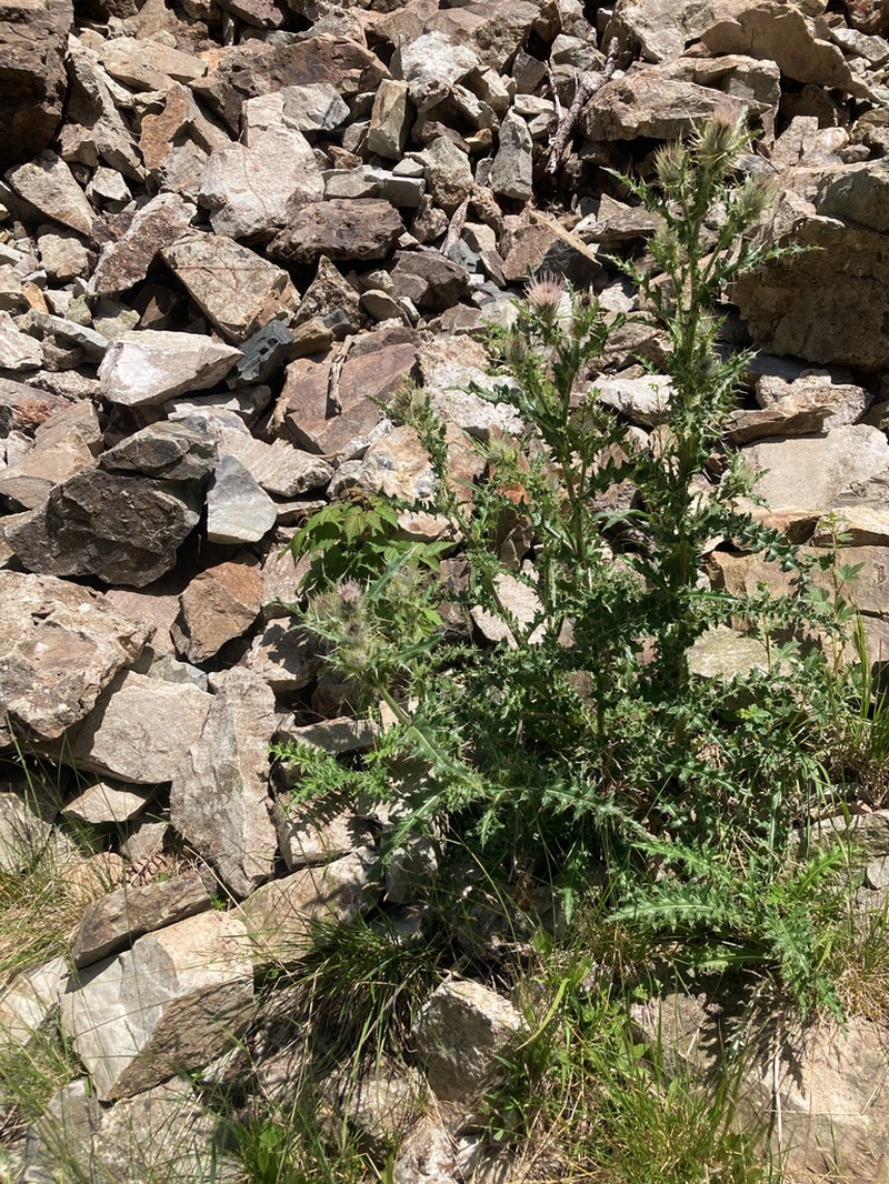Cirsium griseum photo 3