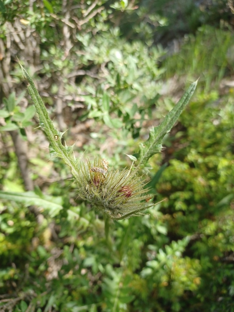 Cirsium griseum photo 4