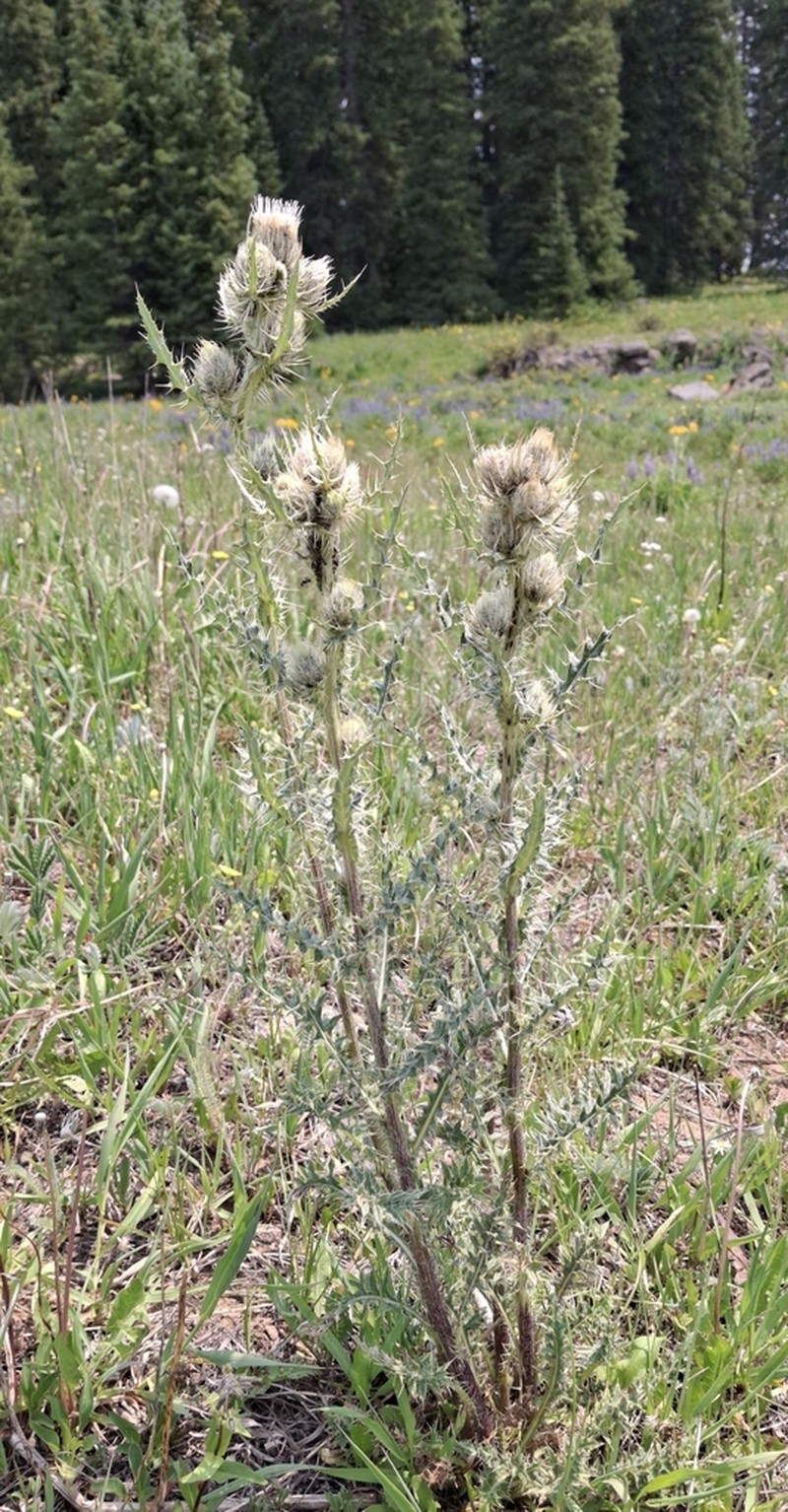 Cirsium griseum photo 5