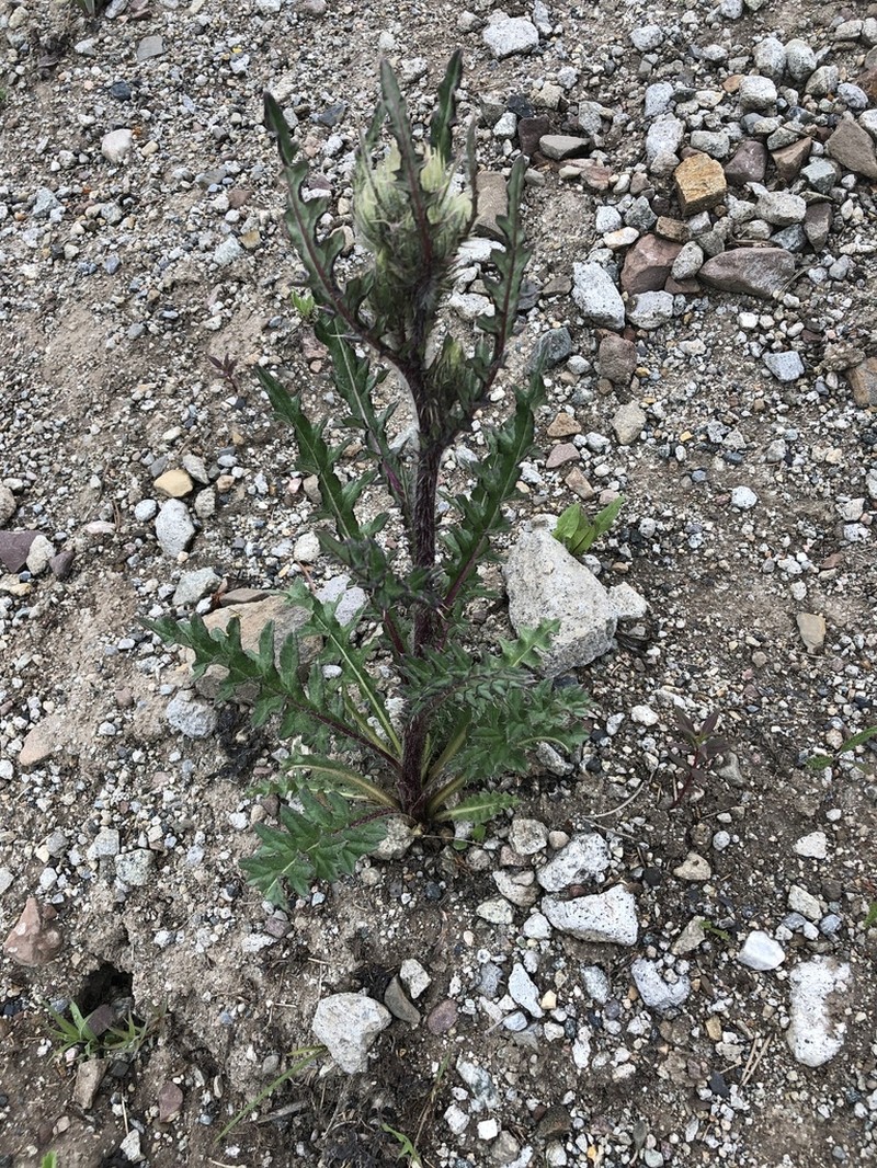 Cirsium griseum photo 6