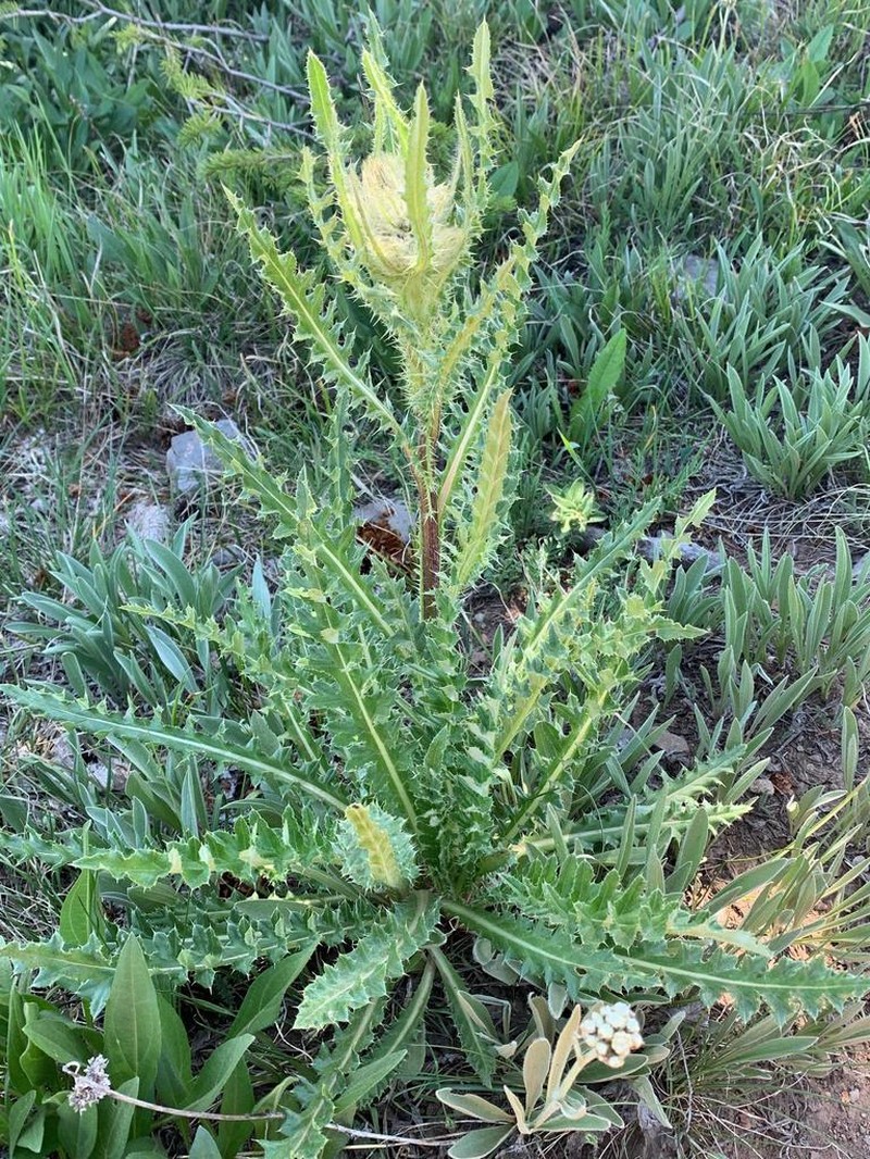 Cirsium griseum photo 7