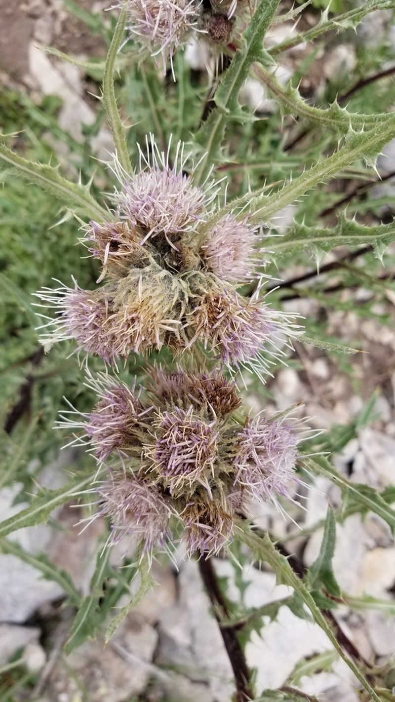 Cirsium griseum photo 8