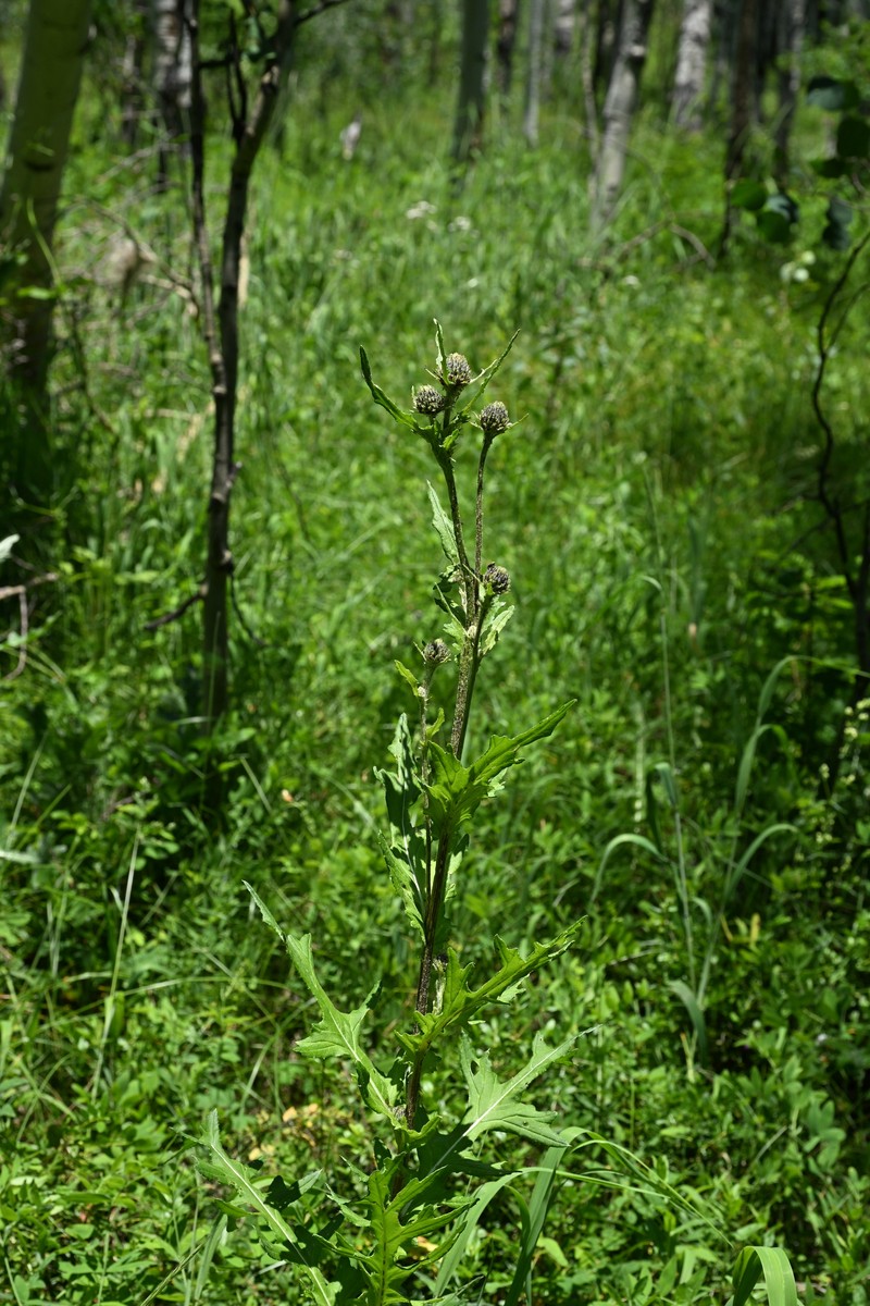 Cirsium griseum var. griseum