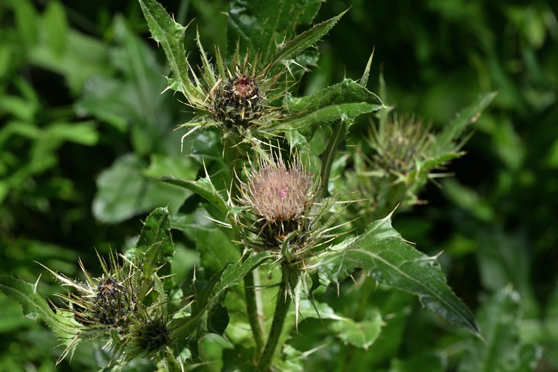 Cirsium griseum var. griseum photo 2