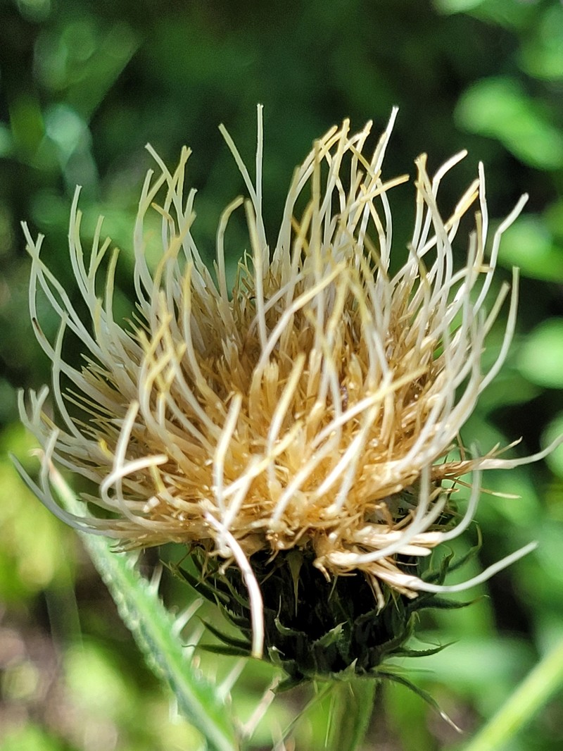 Cirsium griseum var. griseum photo 3