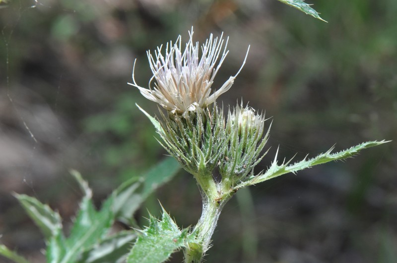 Cirsium griseum var. griseum photo 4