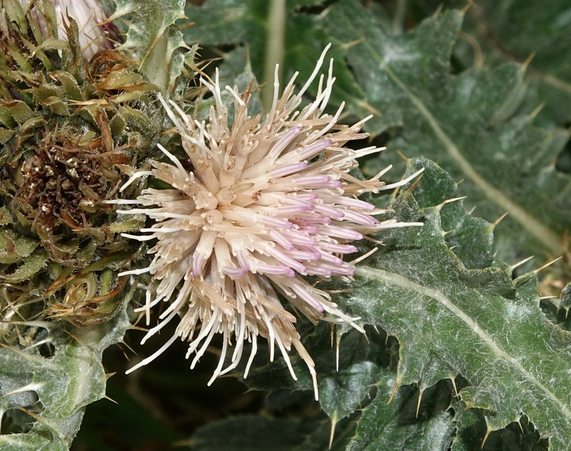 Cirsium griseum var. griseum photo 5