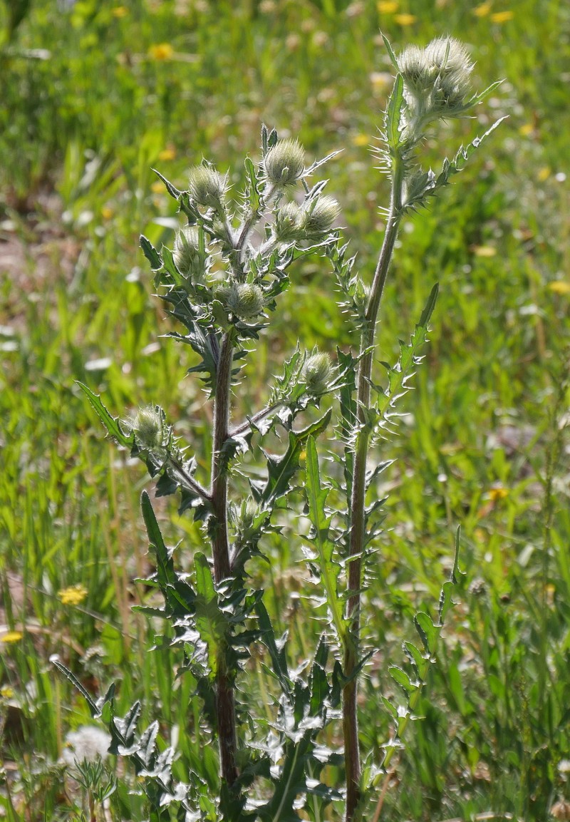Jeweled Thistle