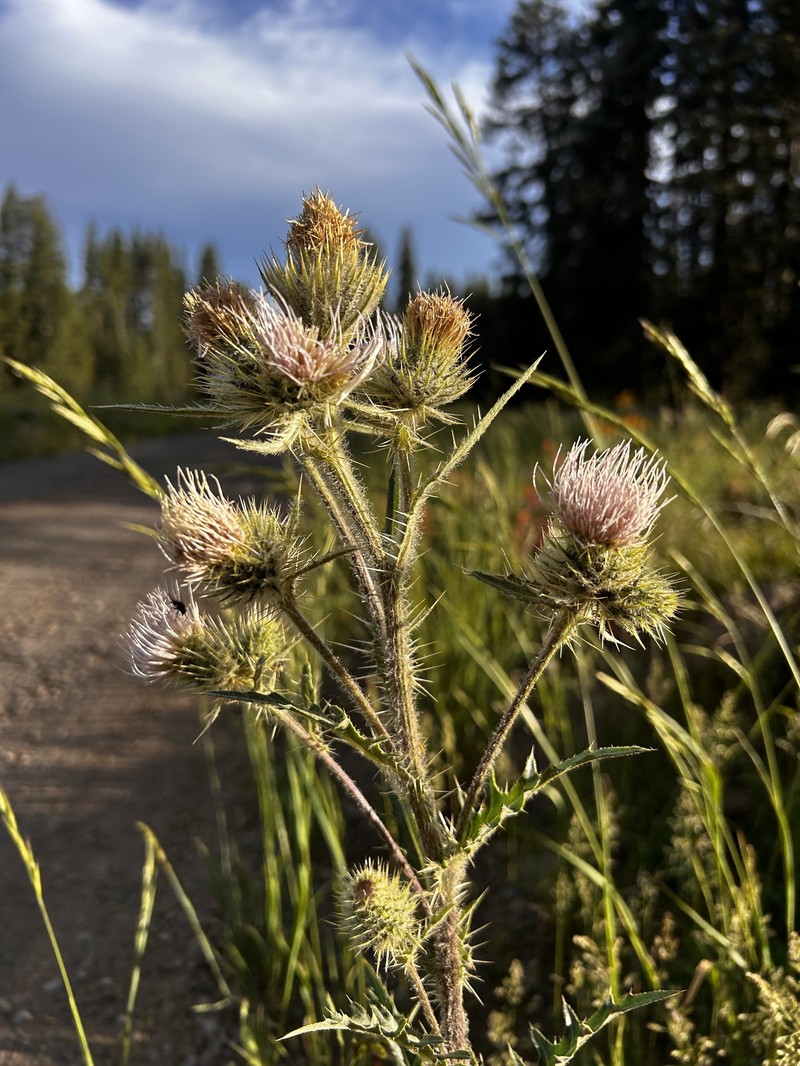 Jeweled Thistle photo 2