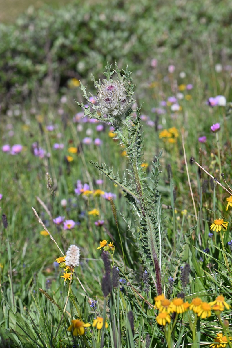 Jeweled Thistle photo 3