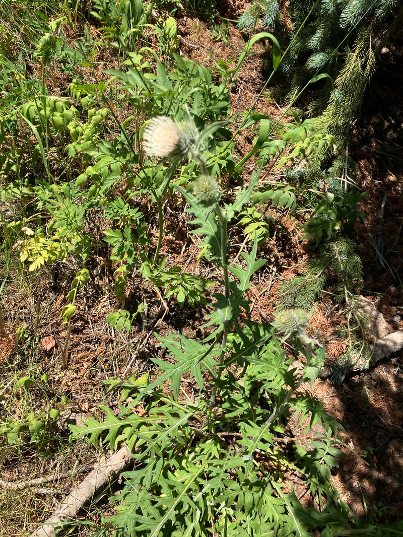 Jeweled Thistle photo 7
