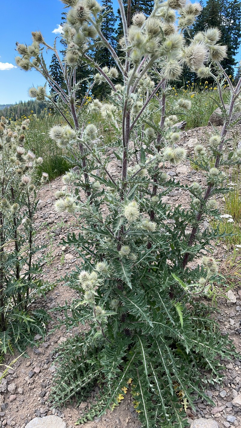 Jeweled Thistle photo 8