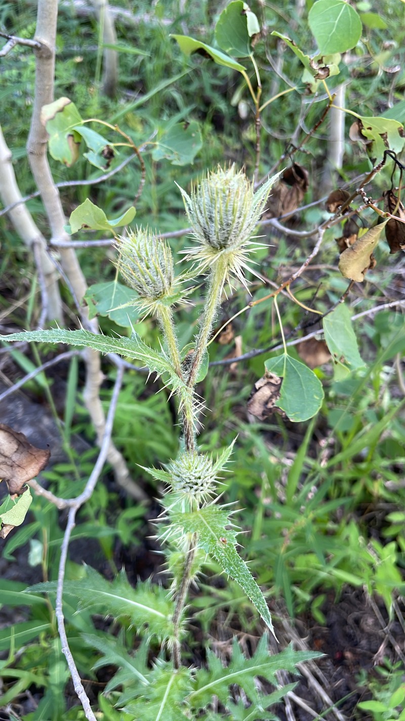 Osterhout's Thistle photo 5