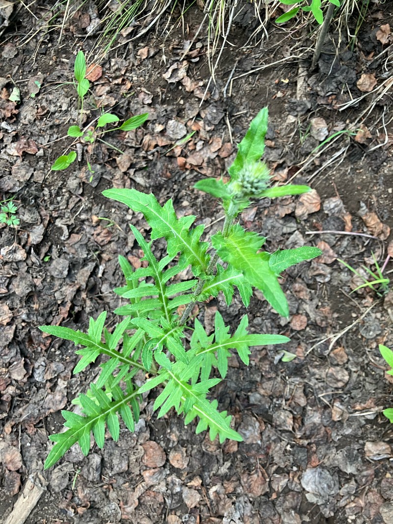 Osterhout's Thistle photo 6