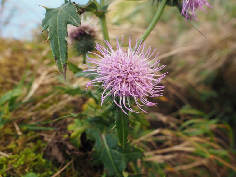 Cirsium hachijoense photo 2