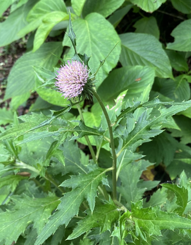 Cirsium hachijoense photo 4