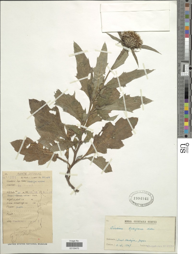 Cirsium hachijoense photo 5