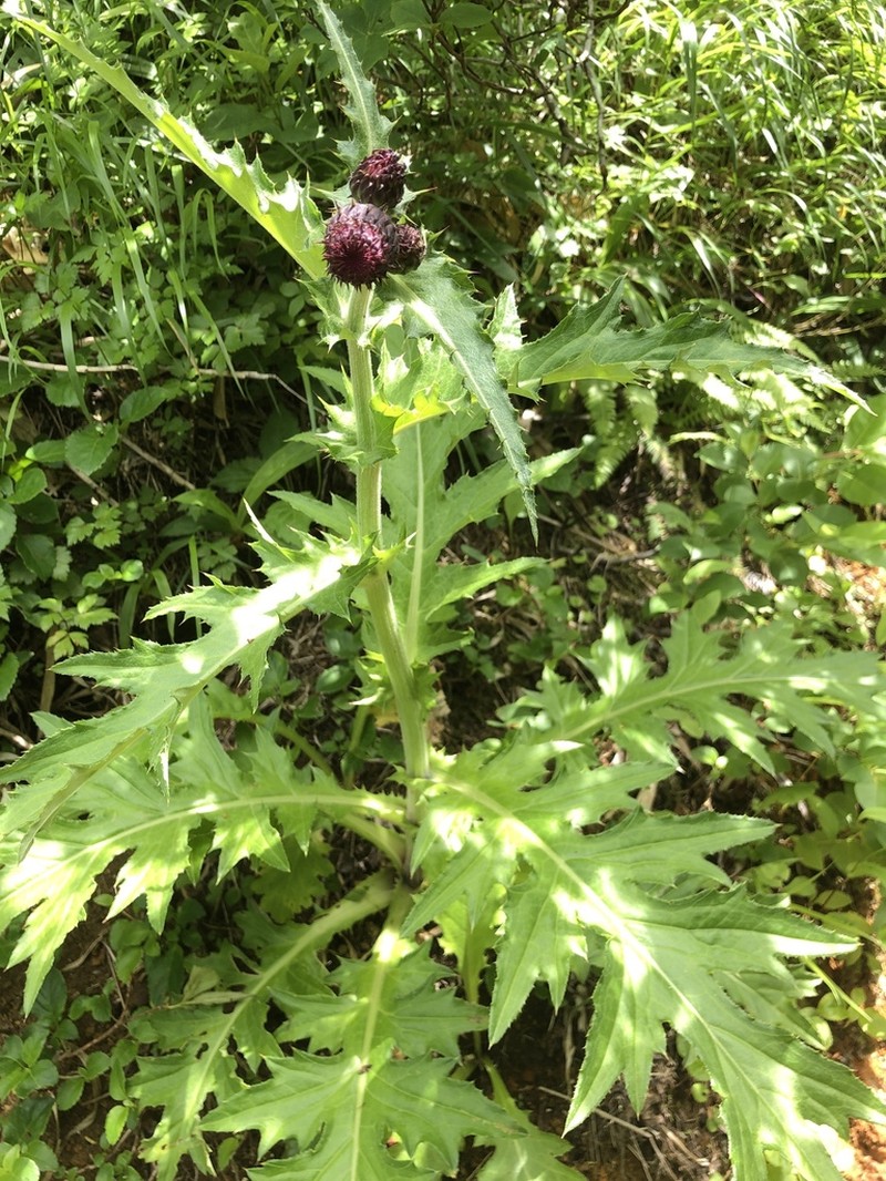 Cirsium hachimantaiense