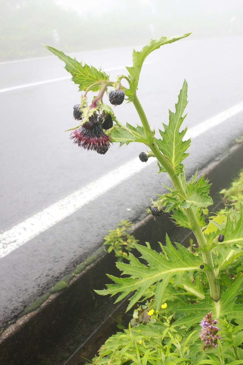 Cirsium hachimantaiense photo 2