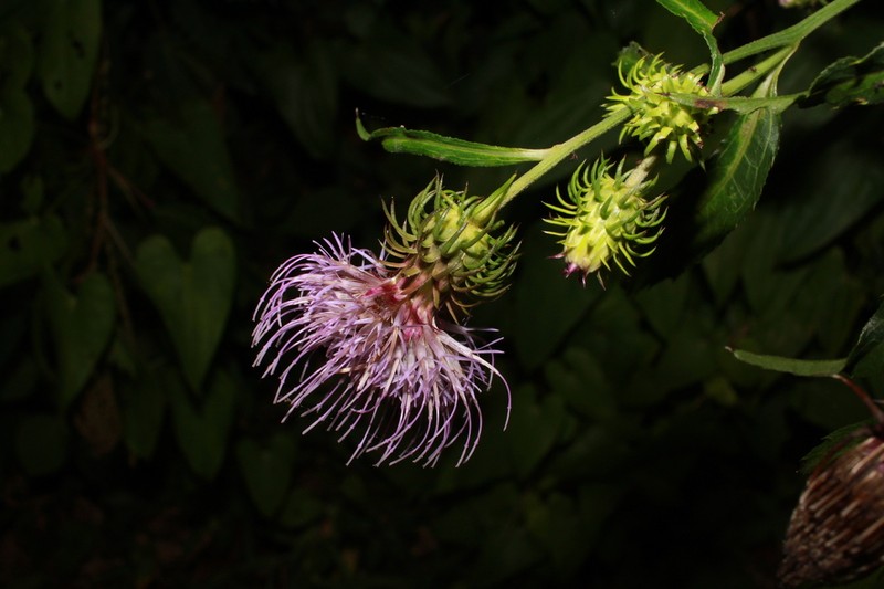 Cirsium hagurosanense