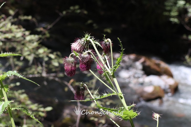 Cirsium handelii