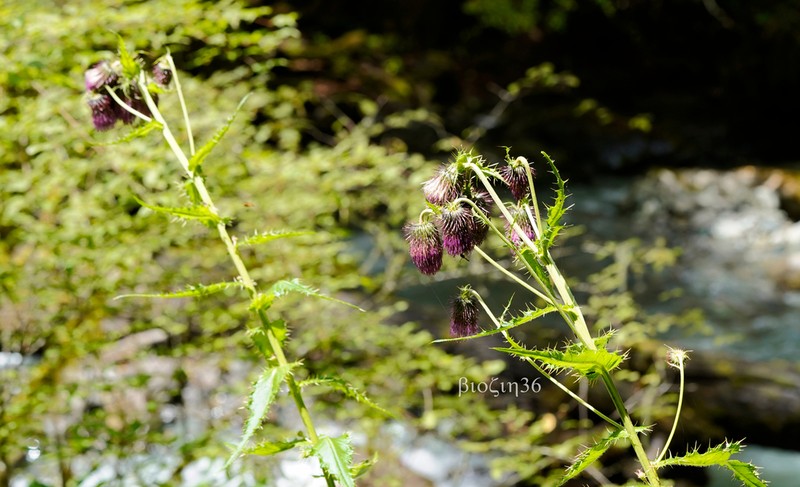 Cirsium handelii photo 2