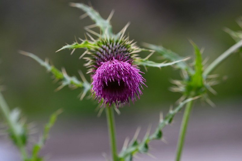 Cirsium handelii photo 3