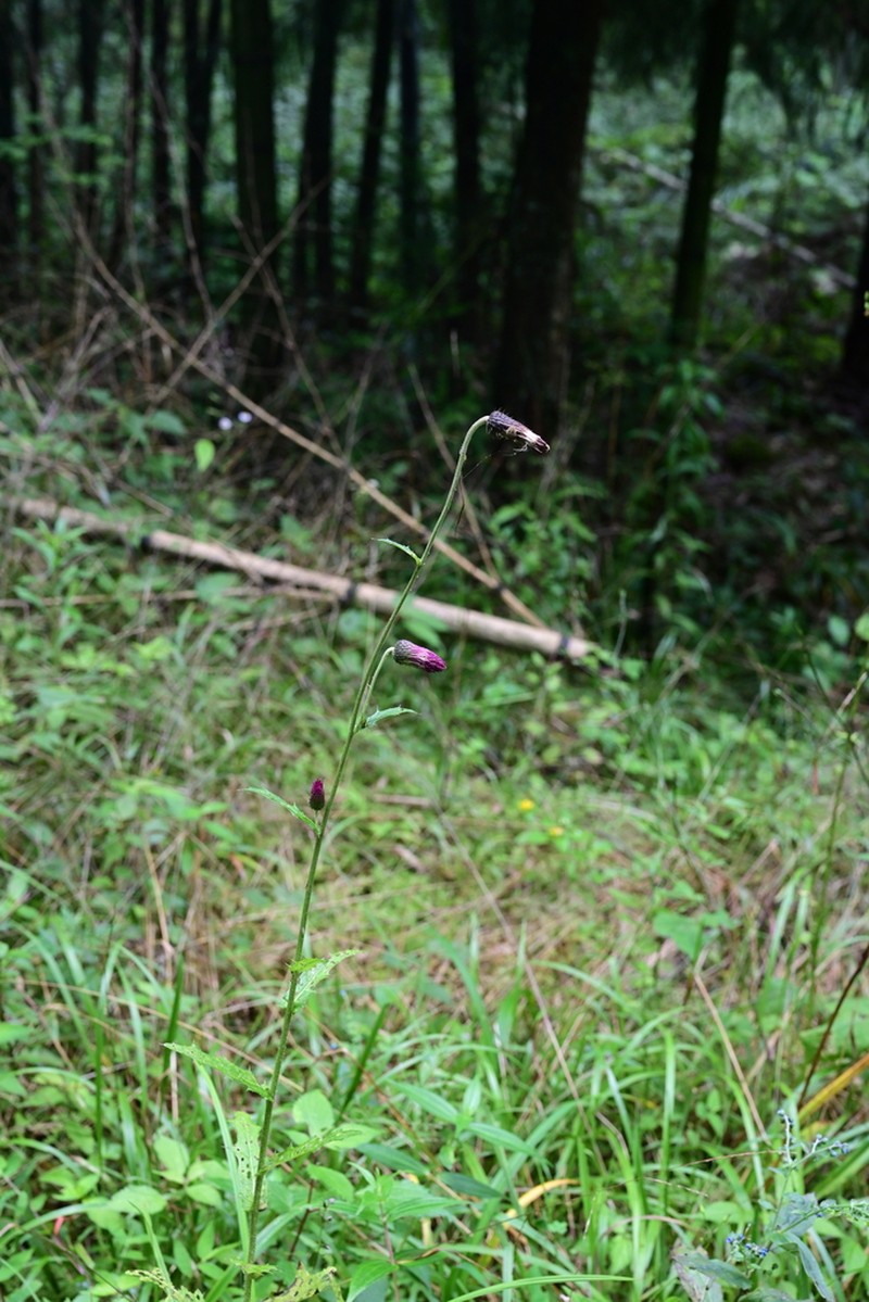 Cirsium handelii photo 4