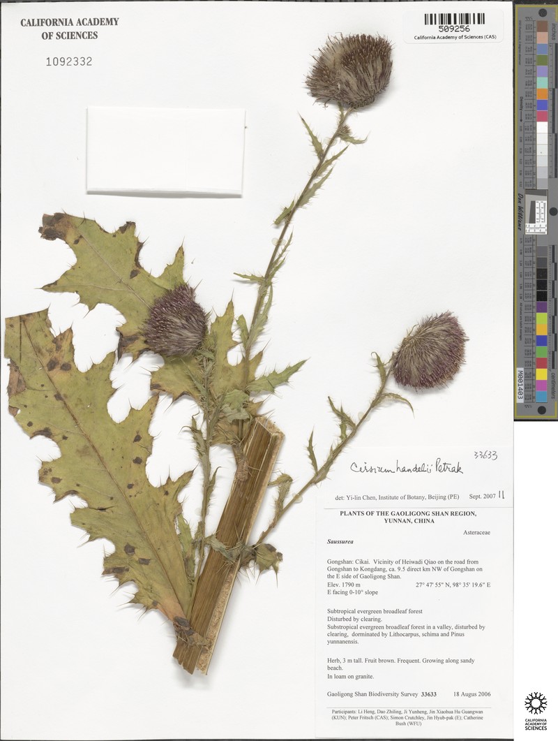 Cirsium handelii photo 5