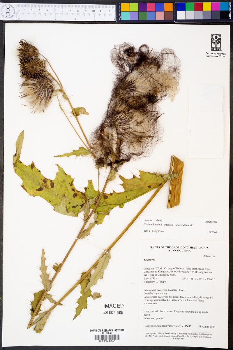 Cirsium handelii photo 6