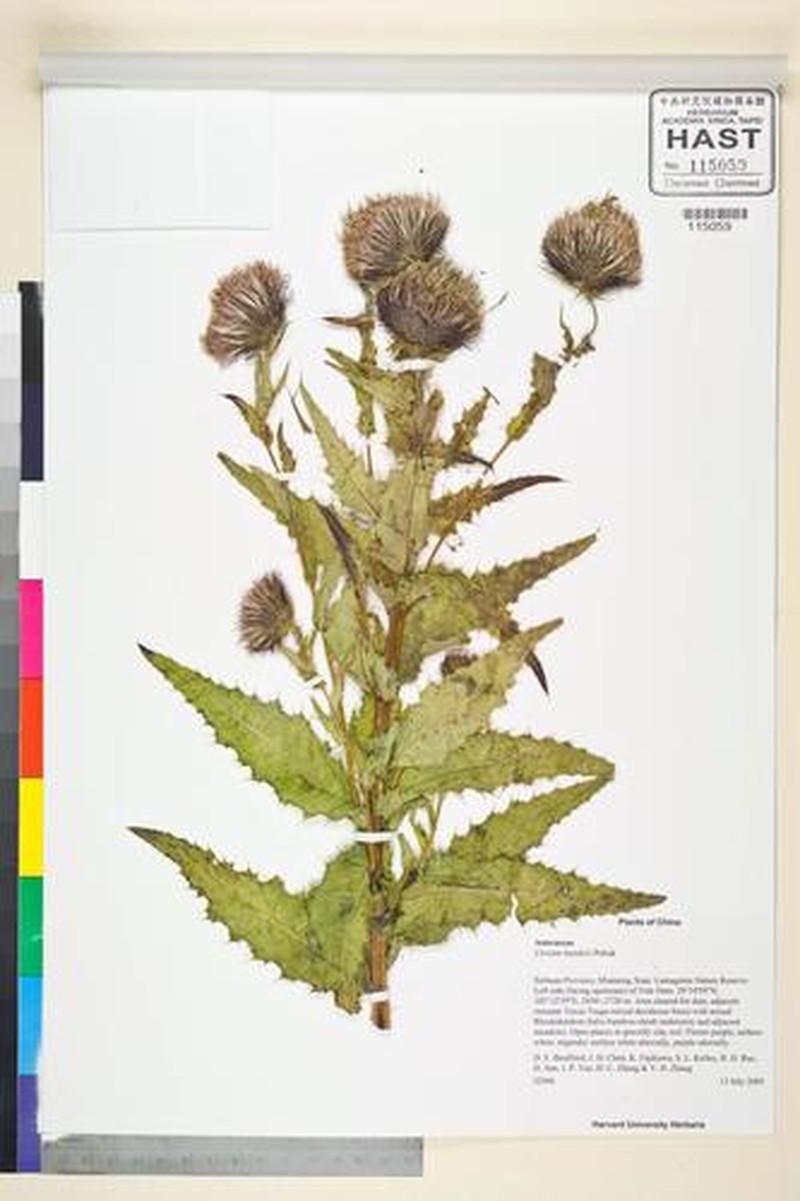 Cirsium handelii photo 7