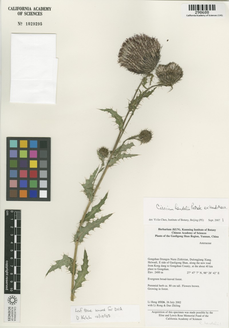 Cirsium handelii photo 8