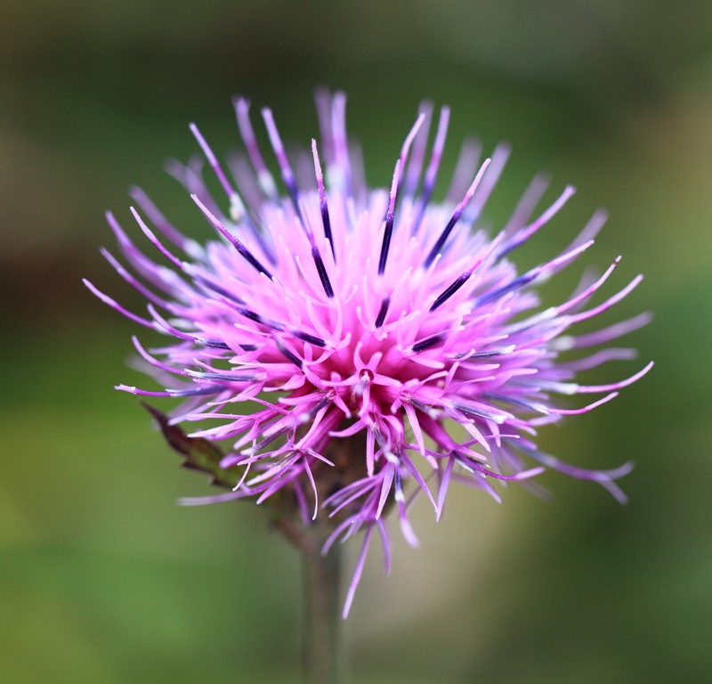 Cirsium happoense