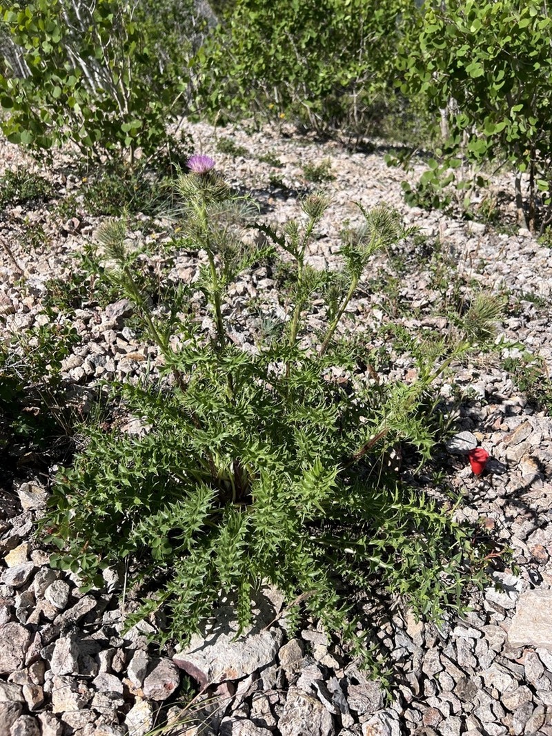 Cirsium harrisonii