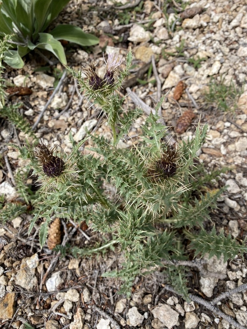 Cirsium harrisonii photo 2
