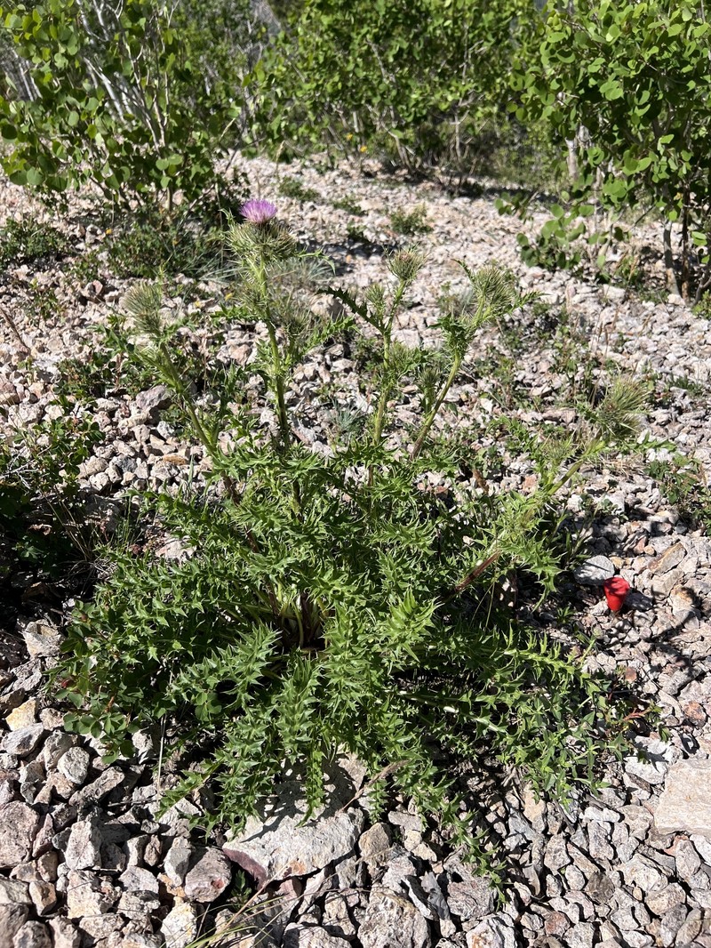 Cirsium harrisonii photo 4