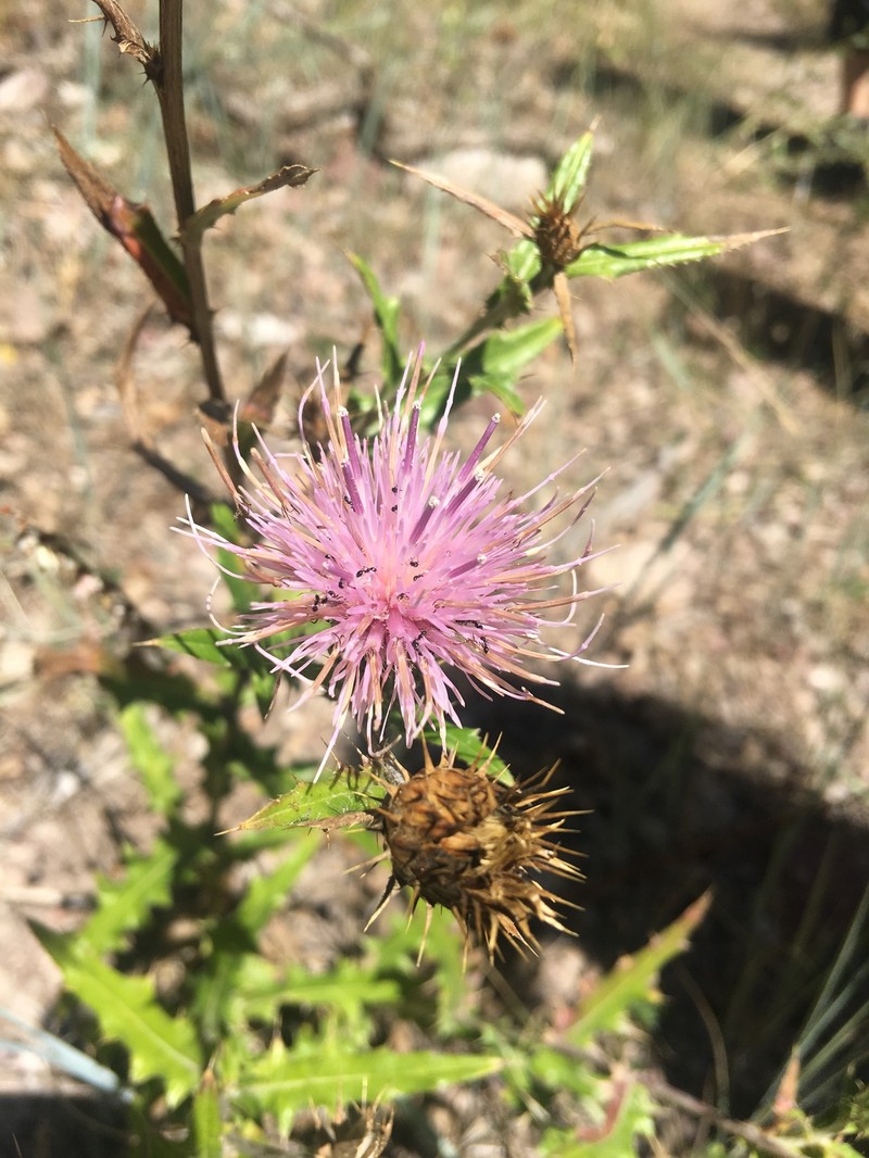 Cirsium harrisonii photo 6