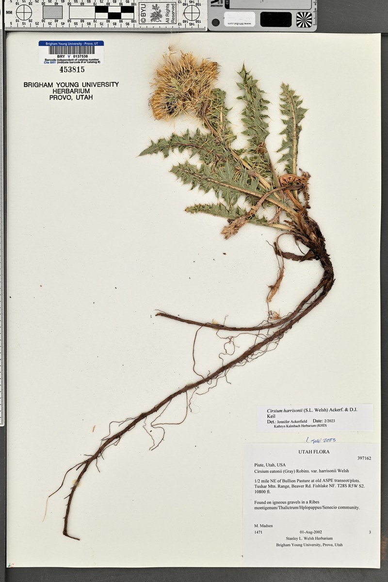 Cirsium harrisonii photo 7