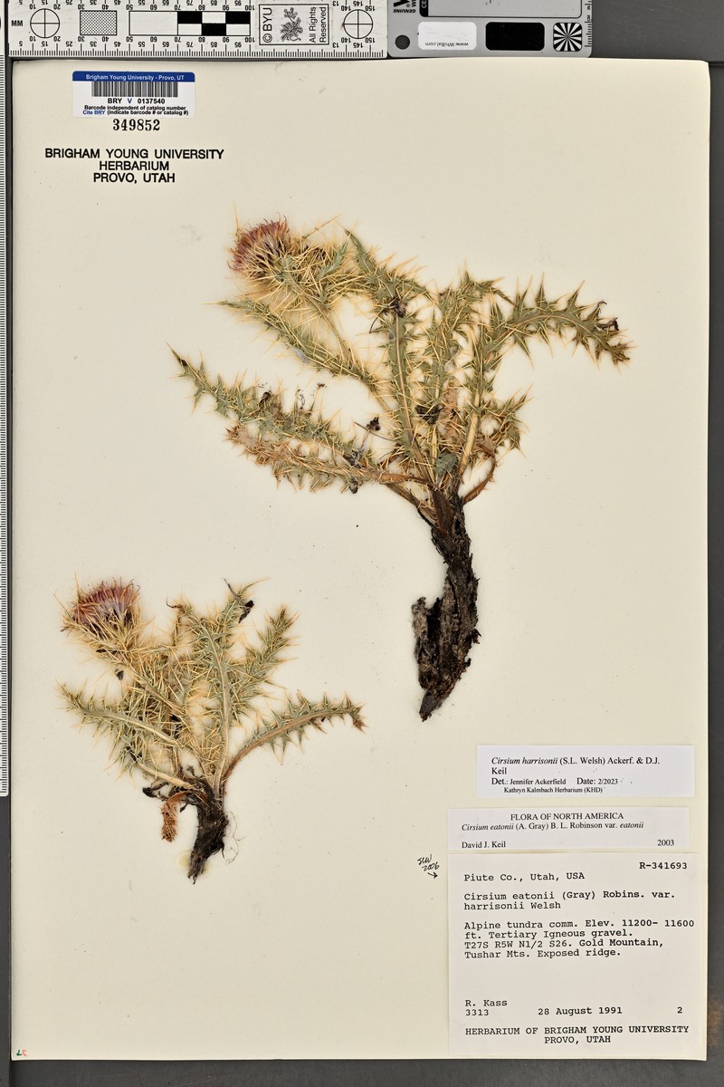 Cirsium harrisonii photo 8