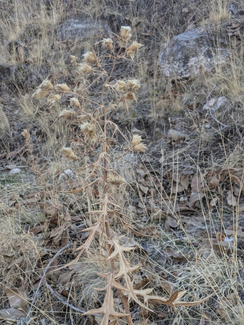 Cirsium haussknechtii