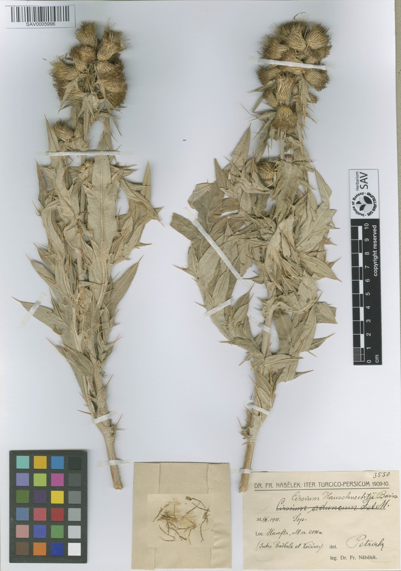 Cirsium haussknechtii photo 2