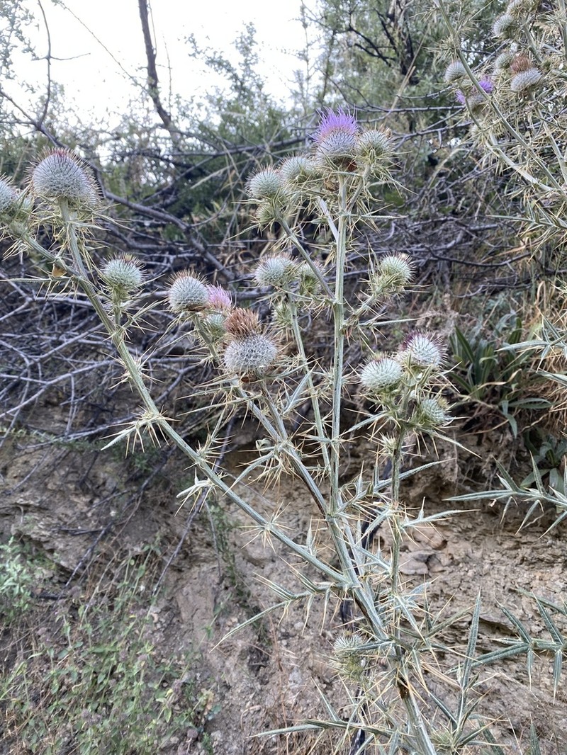 Cirsium heldreichii