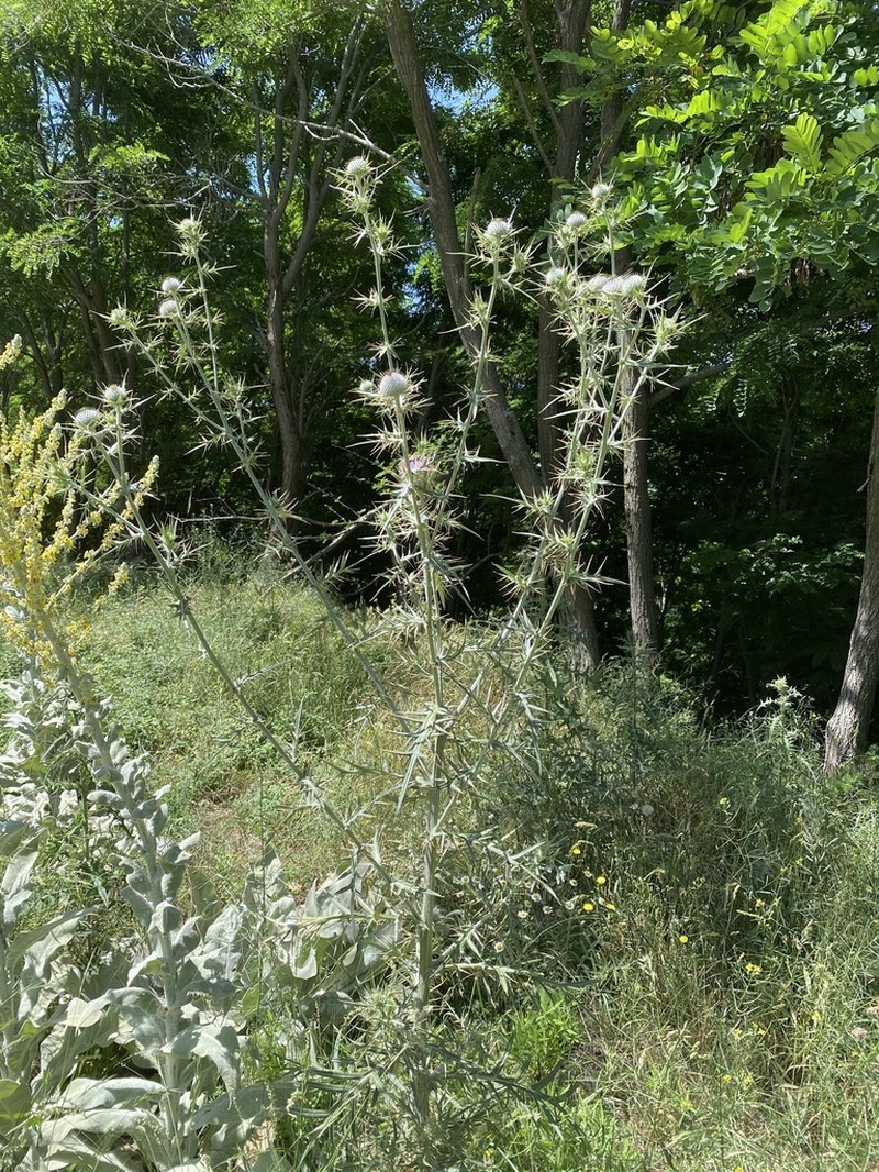 Cirsium heldreichii photo 2