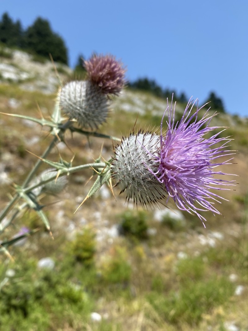 Cirsium heldreichii photo 3