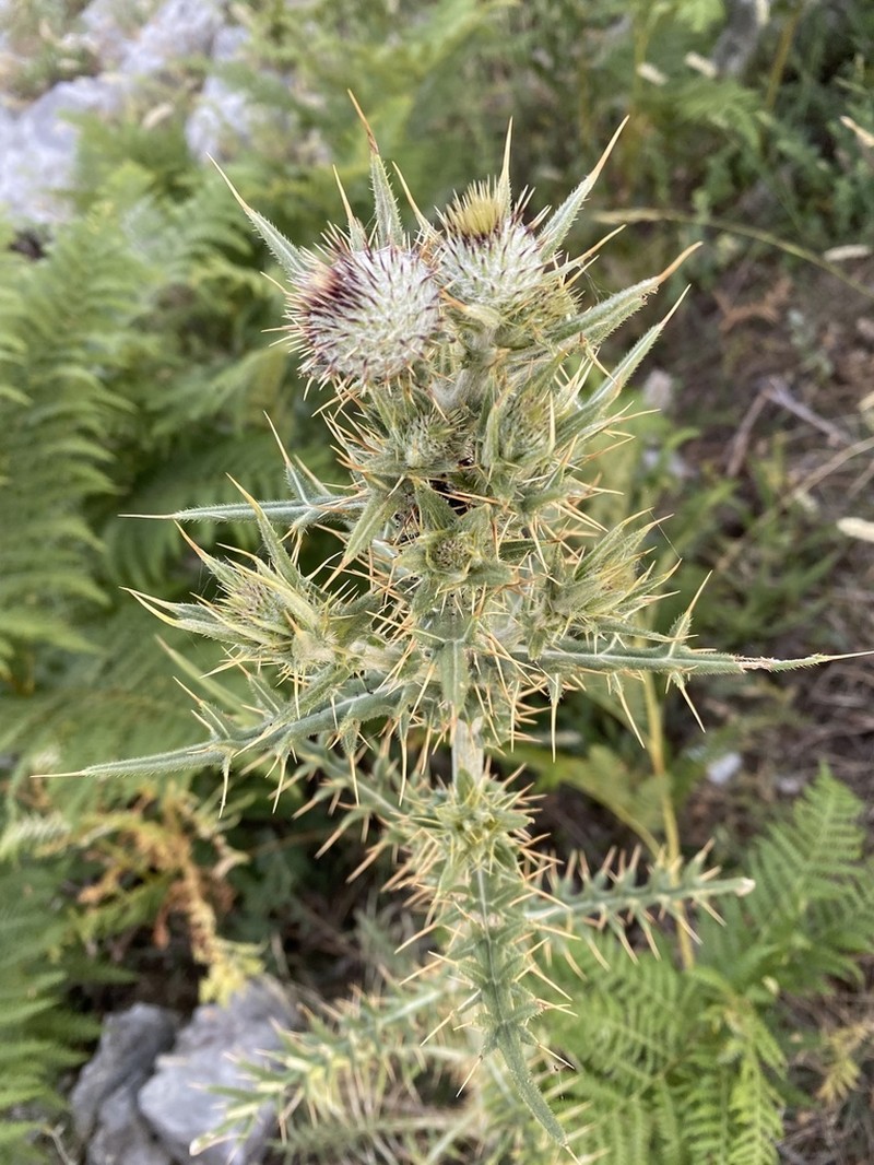 Cirsium heldreichii photo 4