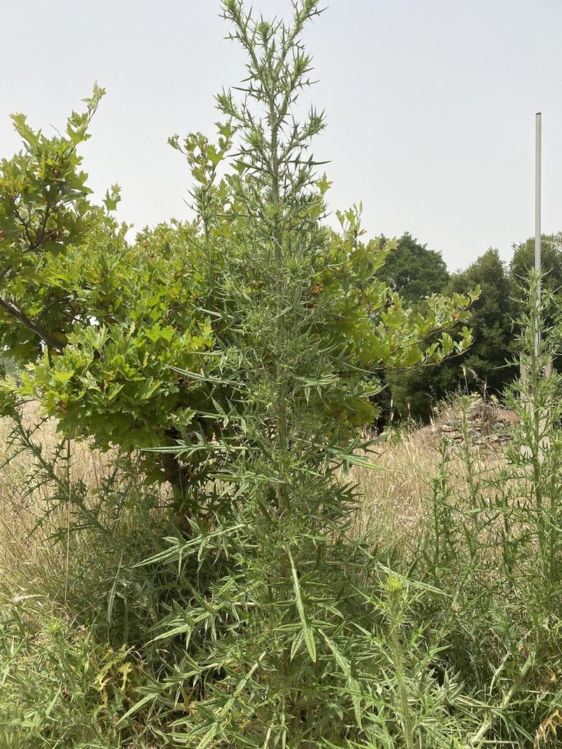 Cirsium heldreichii photo 5