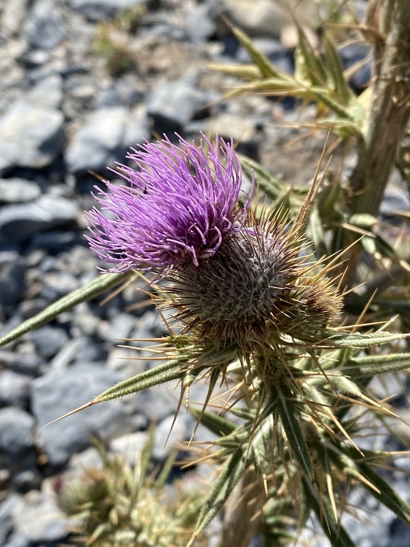 Cirsium heldreichii photo 6